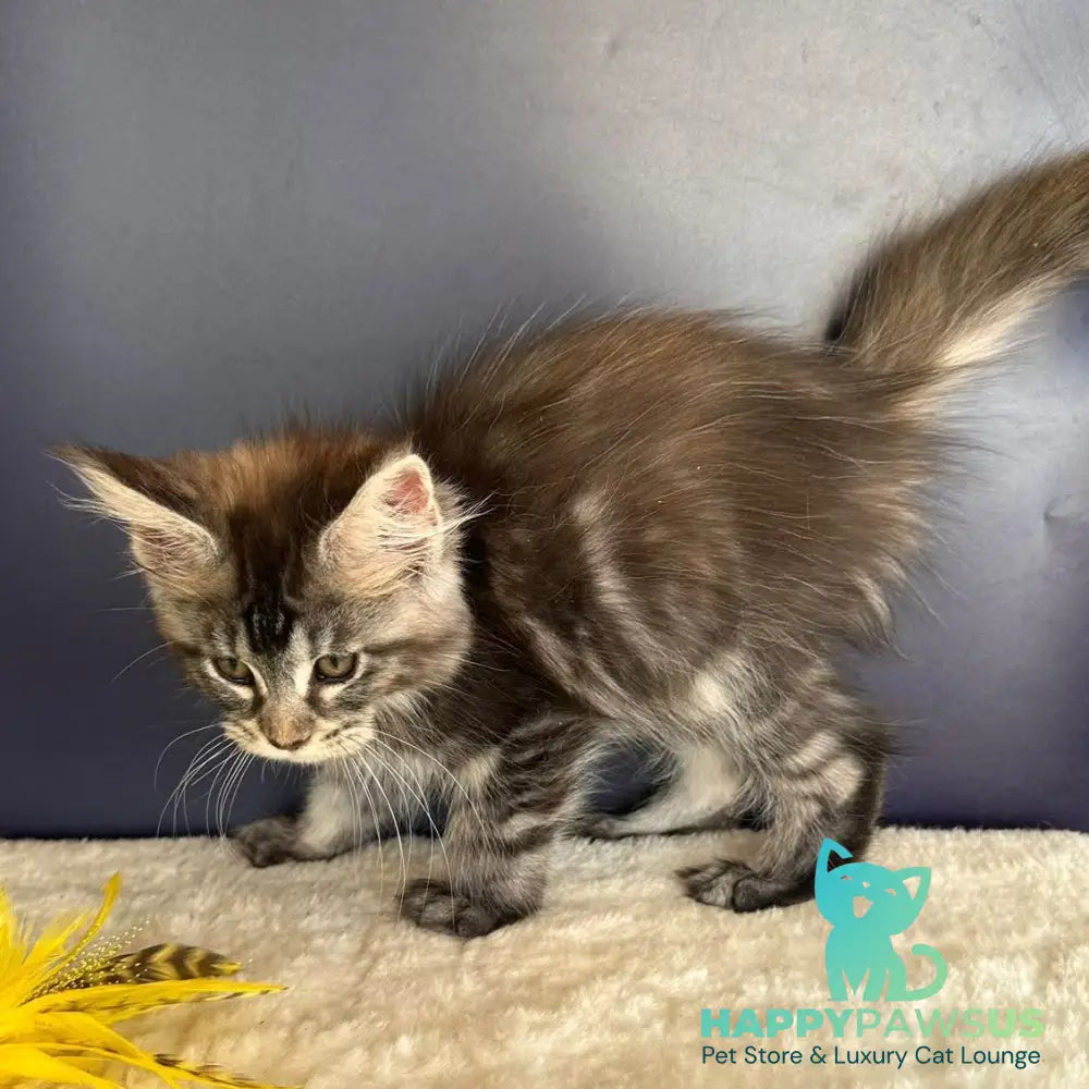 Taya Maine Coon female black tortie tabby - live animals