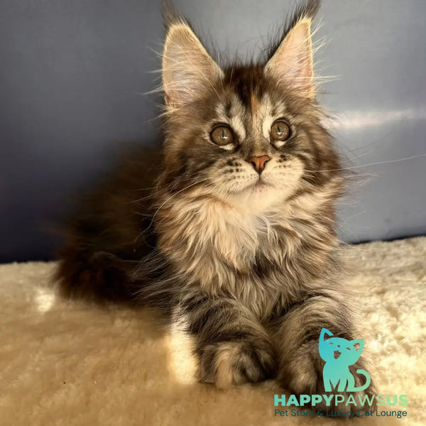 Taya Maine Coon female black tortie tabby - live animals