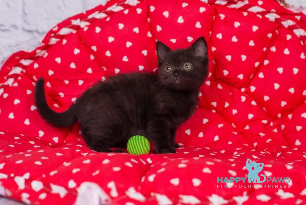 Tayana British Shorthair female black live animals