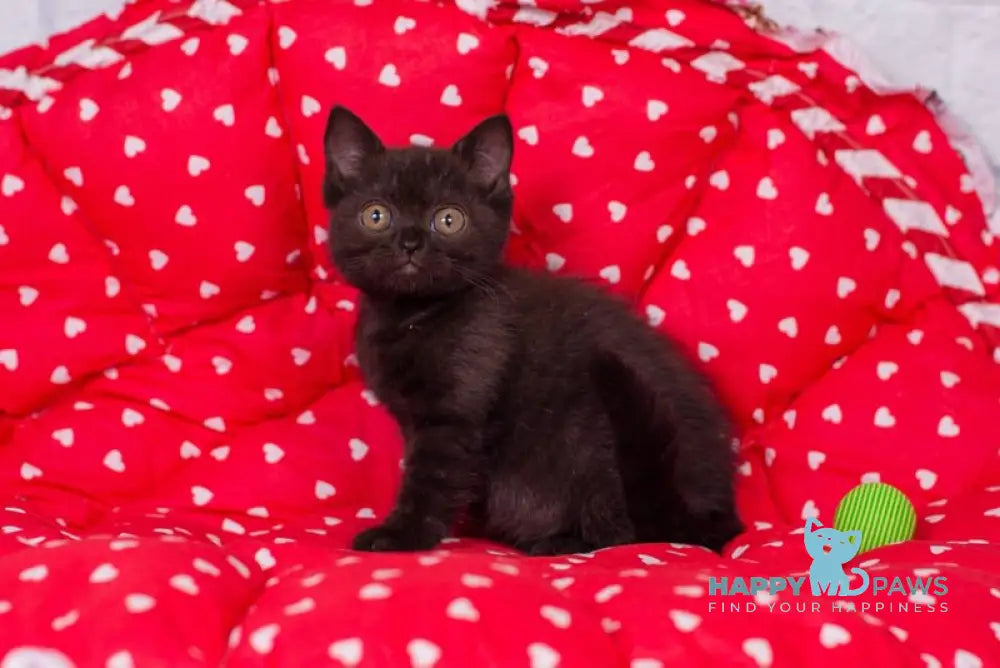Tayana British Shorthair female black live animals