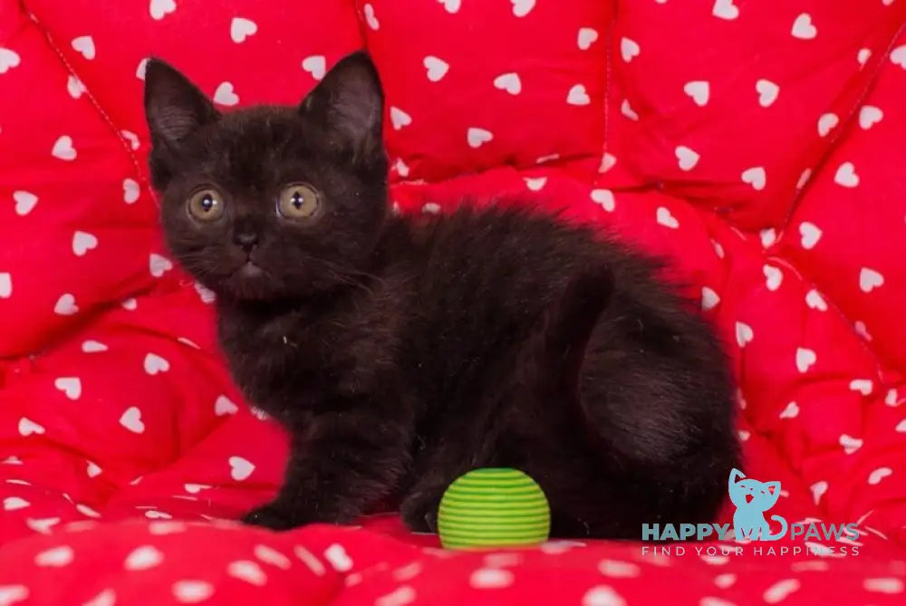 Tayana British Shorthair female black live animals