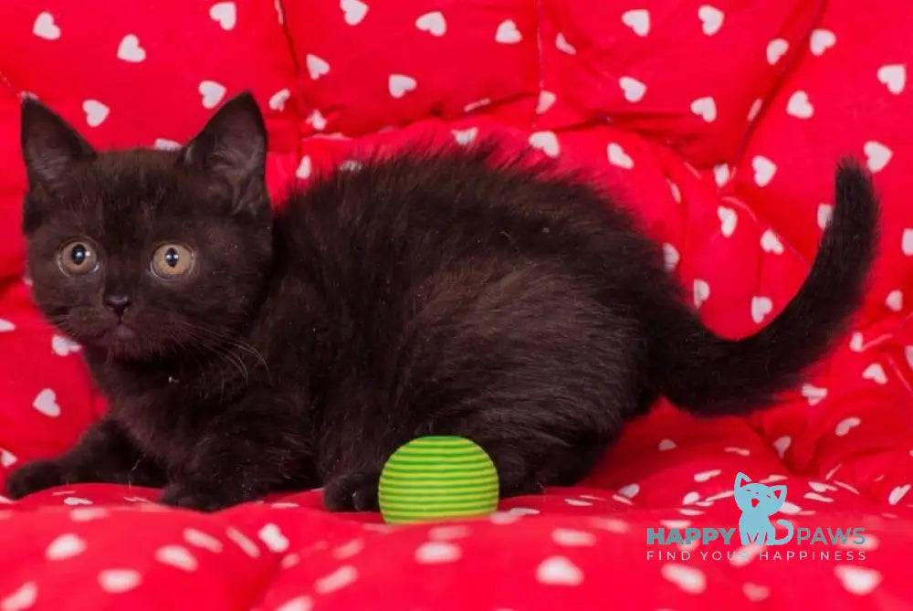 Tayana British Shorthair female black live animals