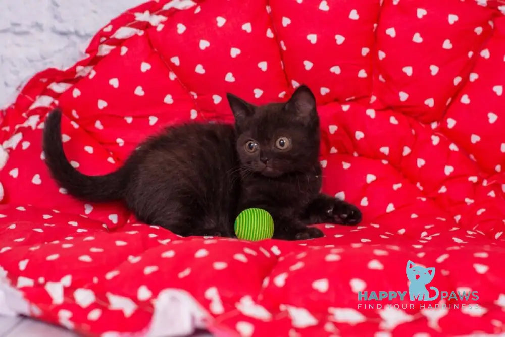 Tayana British Shorthair female black live animals