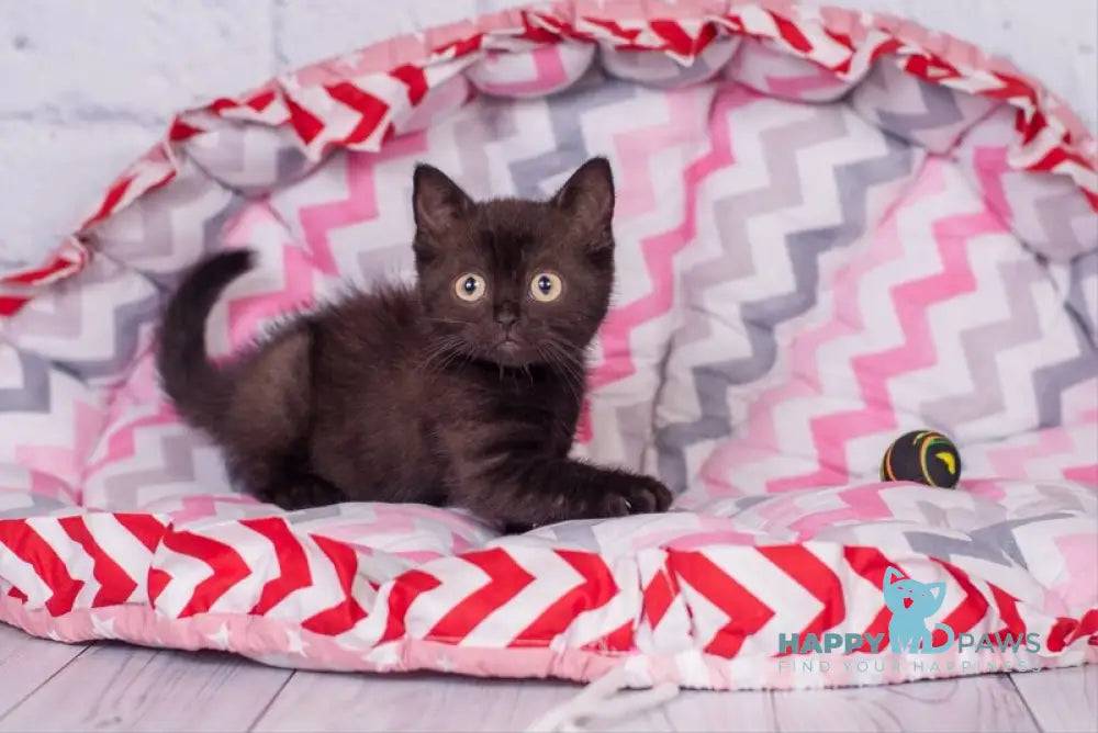 Taylor British Shorthair male black live animals