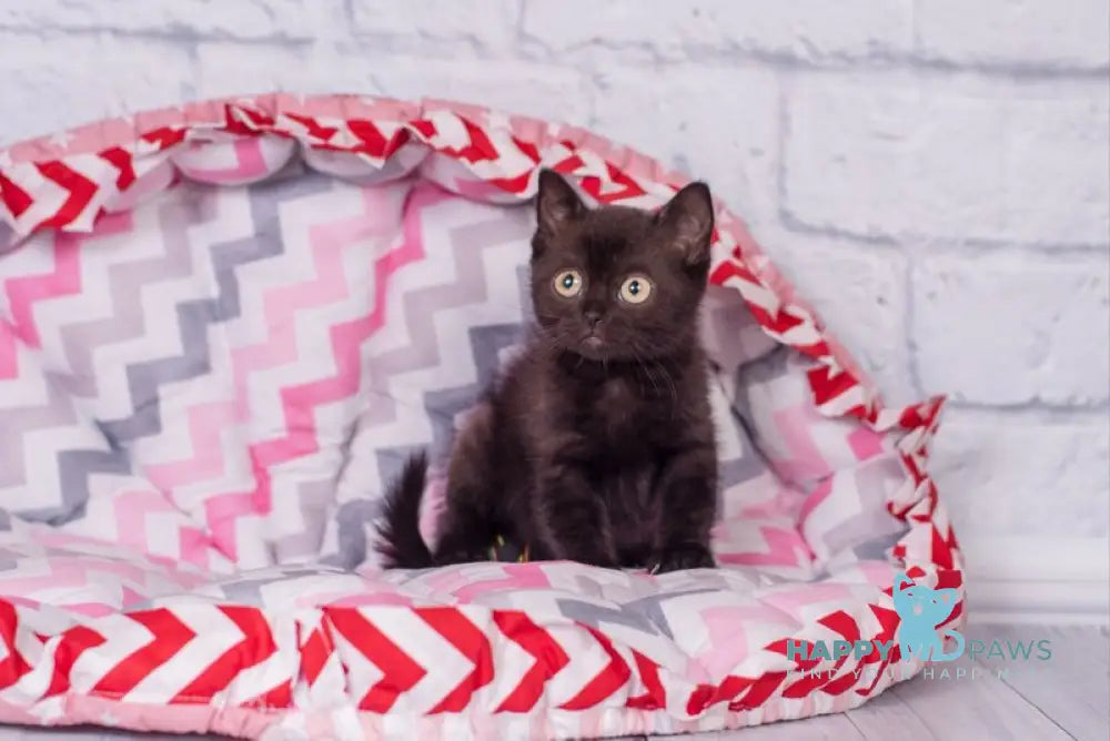 Taylor British Shorthair male black live animals