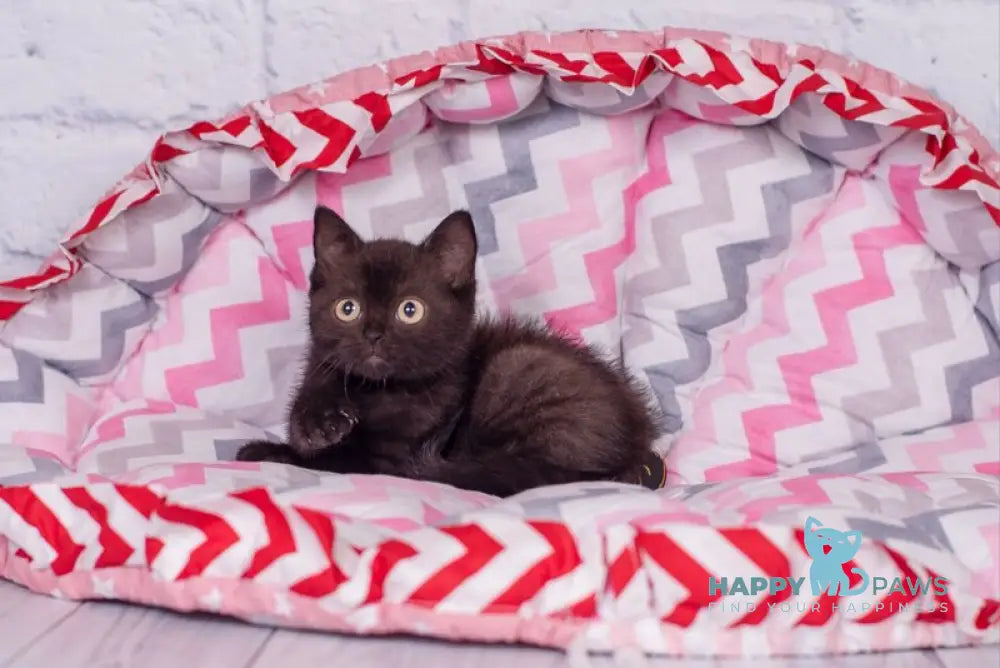 Taylor British Shorthair male black live animals