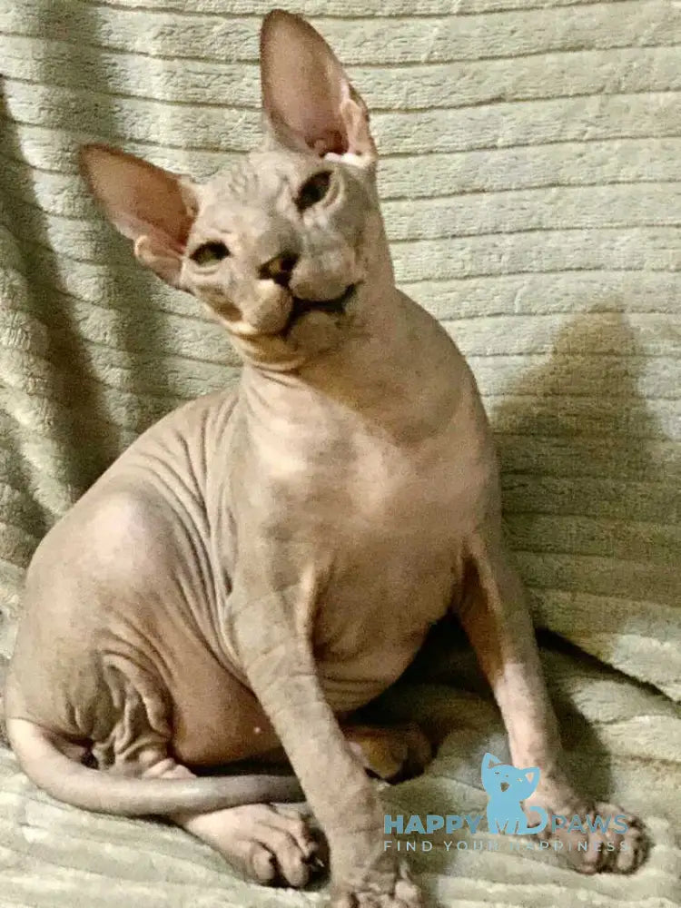 Taylor Don Sphynx male black spotted tabby live animals