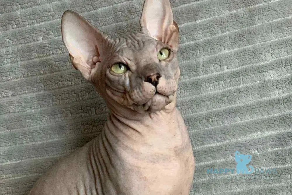 Taylor Don Sphynx male black spotted tabby live animals