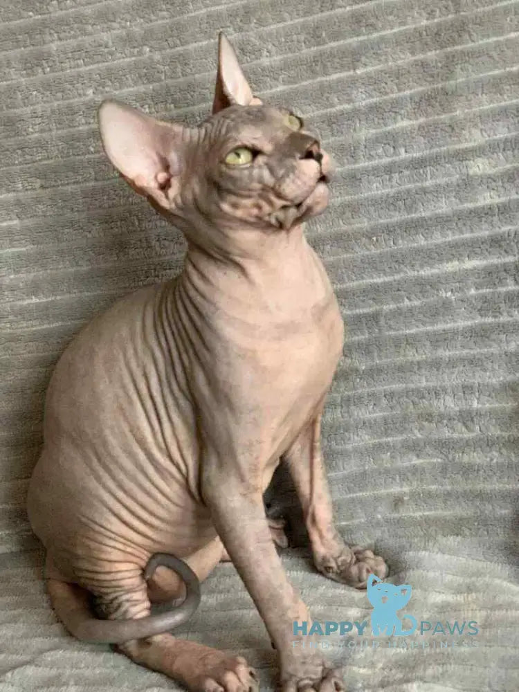 Taylor Don Sphynx male black spotted tabby live animals