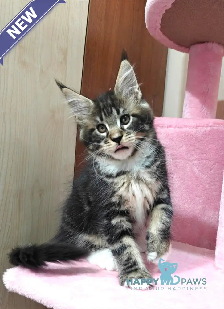 Taylor Maine Coon male black tabby with white live animals