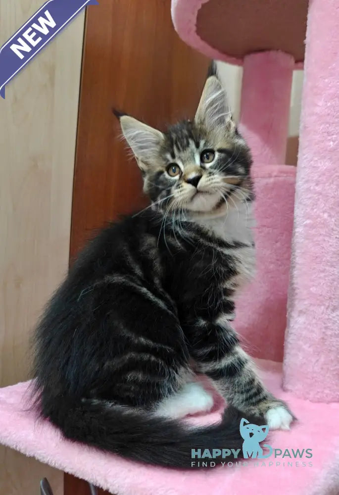 Taylor Maine Coon male black tabby with white live animals