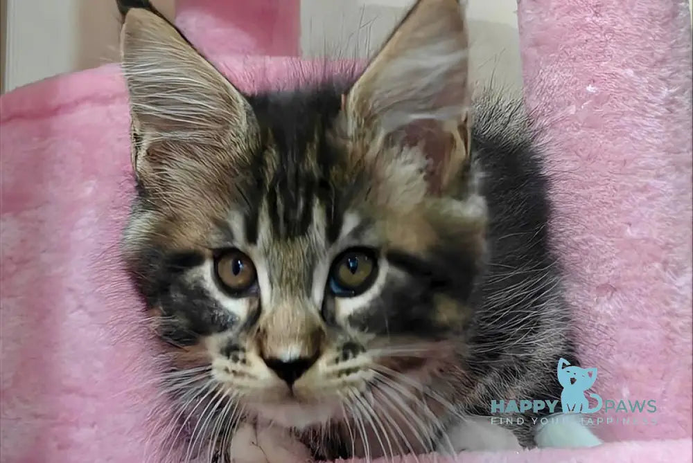 Taylor Maine Coon male black tabby with white live animals