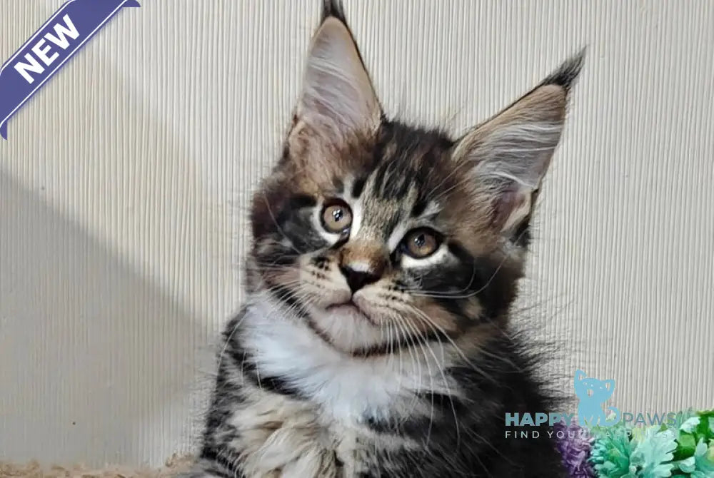 Taylor Maine Coon male black tabby with white live animals