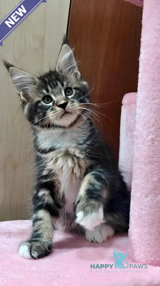 Taylor Maine Coon male black tabby with white live animals