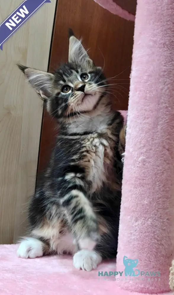 Taylor Maine Coon male black tabby with white live animals