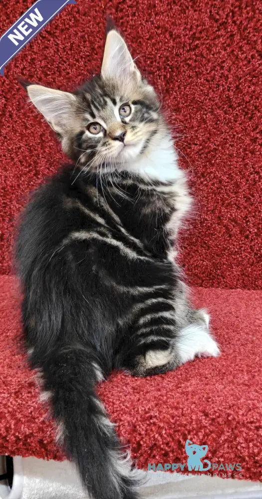 Taylor Maine Coon male black tabby with white live animals