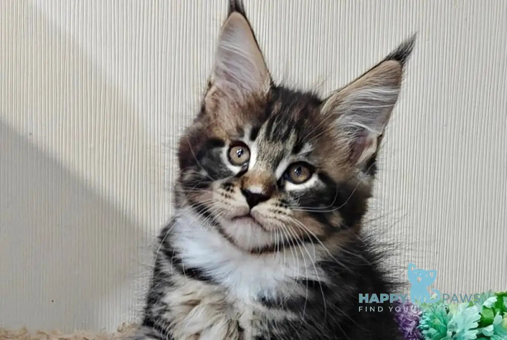 Taylor Maine Coon male black tabby with white live animals