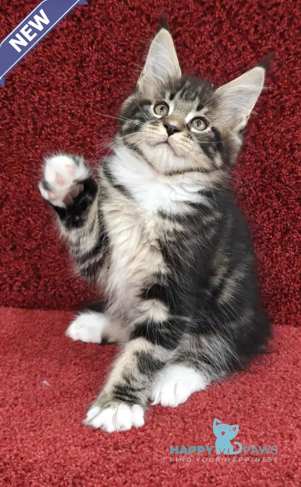 Taylor Maine Coon male black tabby with white live animals