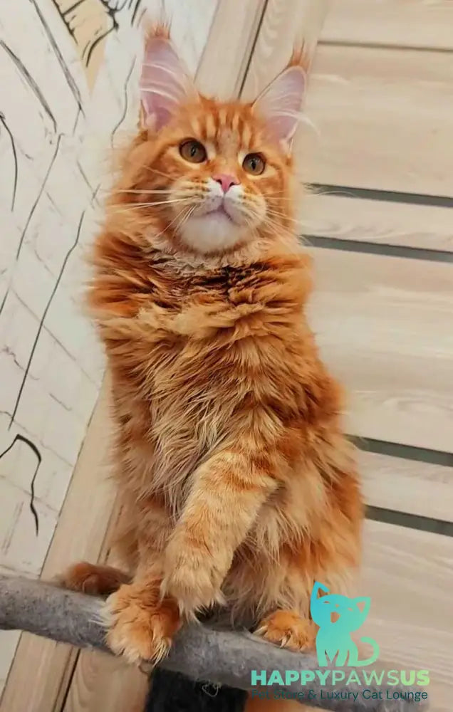 Tayna Maine Coon female red tabby - live animals