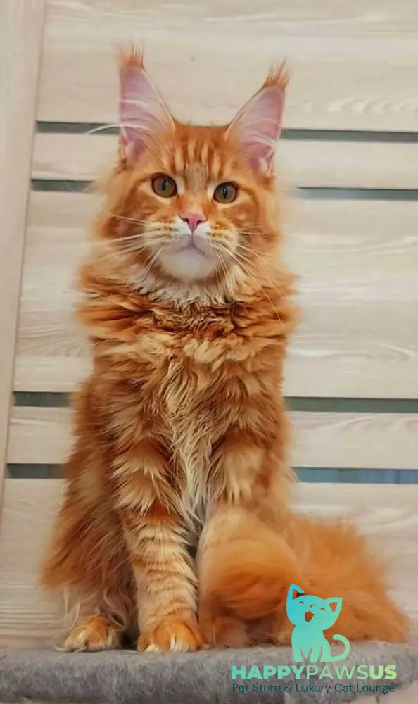 Tayna Maine Coon female red tabby - live animals