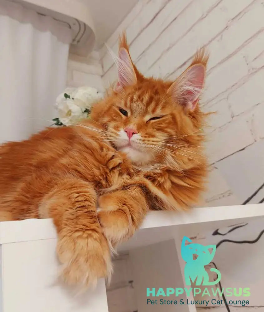 Tayna Maine Coon female red tabby - live animals