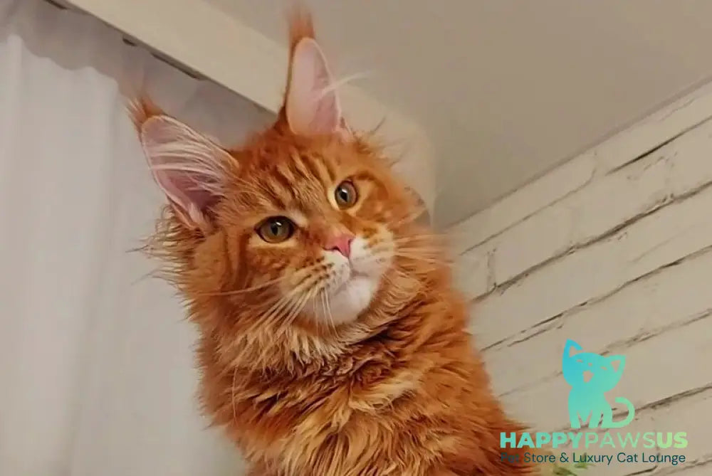 Tayna Maine Coon female red tabby - live animals
