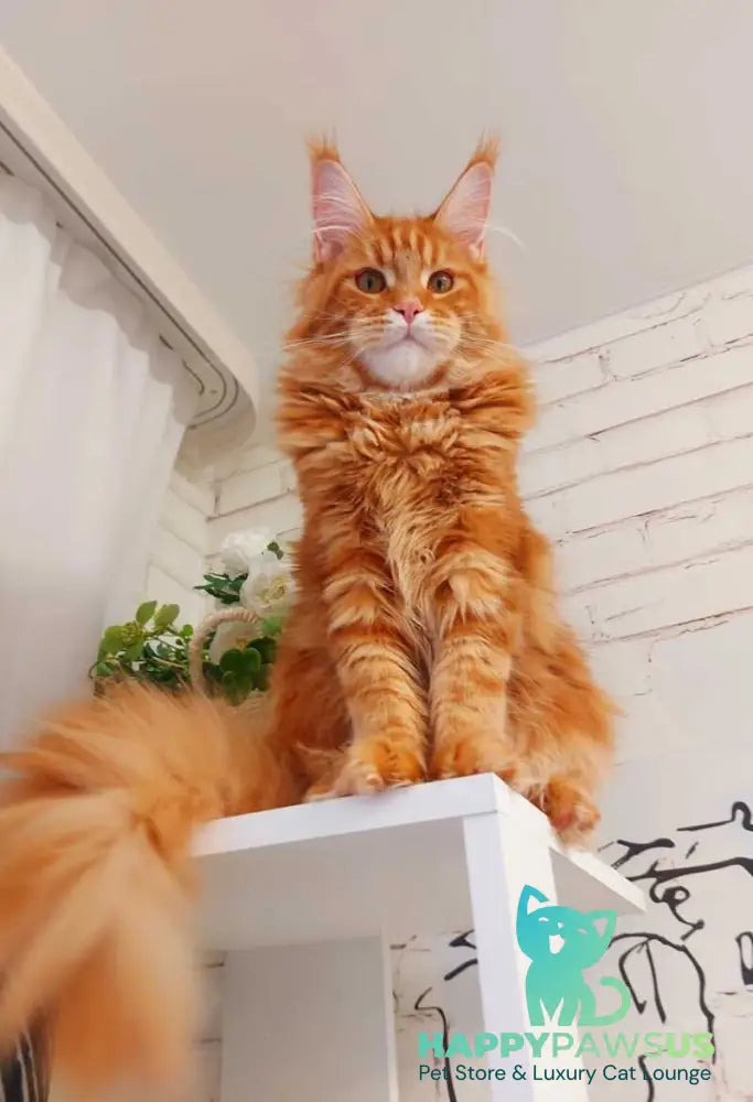 Tayna Maine Coon female red tabby - live animals