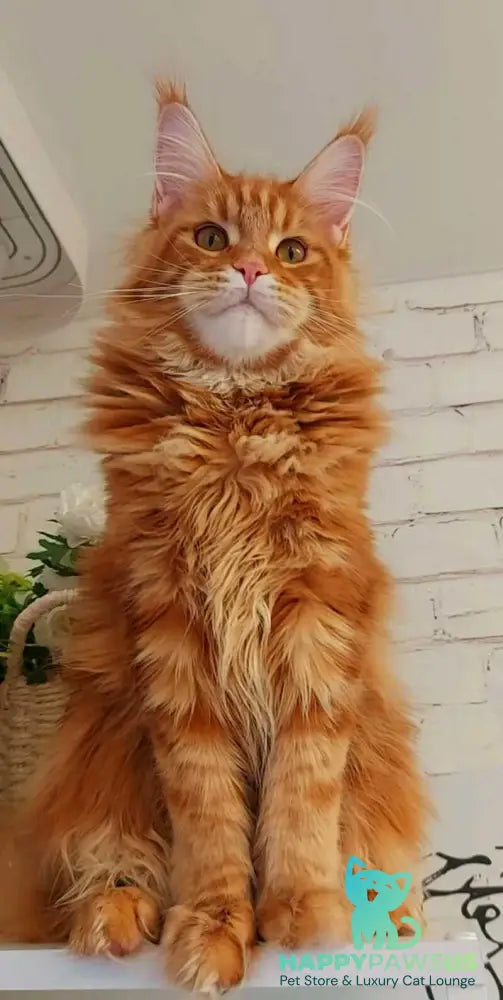 Tayna Maine Coon female red tabby - live animals