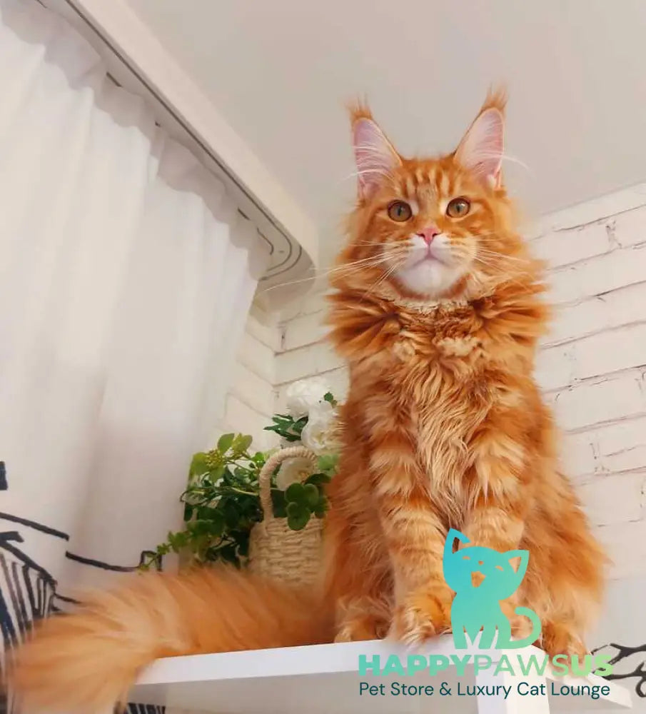 Tayna Maine Coon female red tabby - live animals