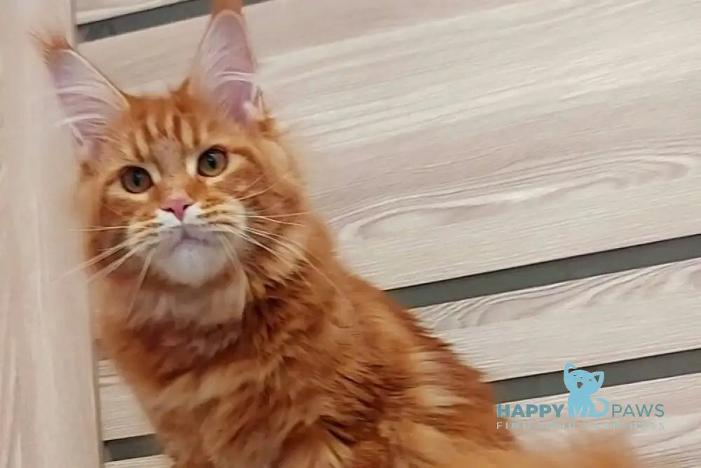Tayna Maine Coon female red tabby - live animals