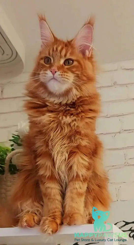 Tayna Maine Coon female red tabby - live animals