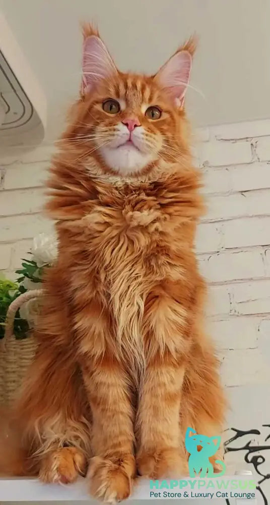 Tayna Maine Coon female red tabby - live animals