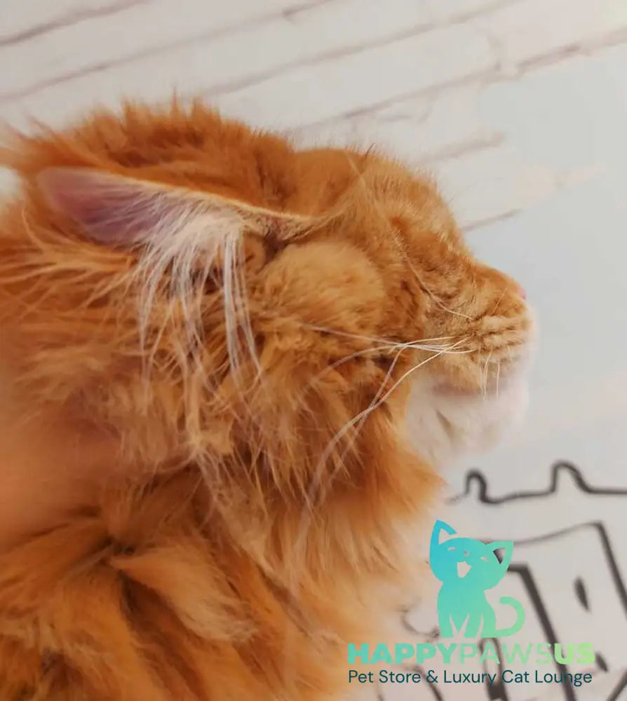 Tayna Maine Coon female red tabby - live animals