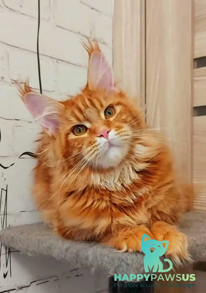 Tayna Maine Coon female red tabby - live animals