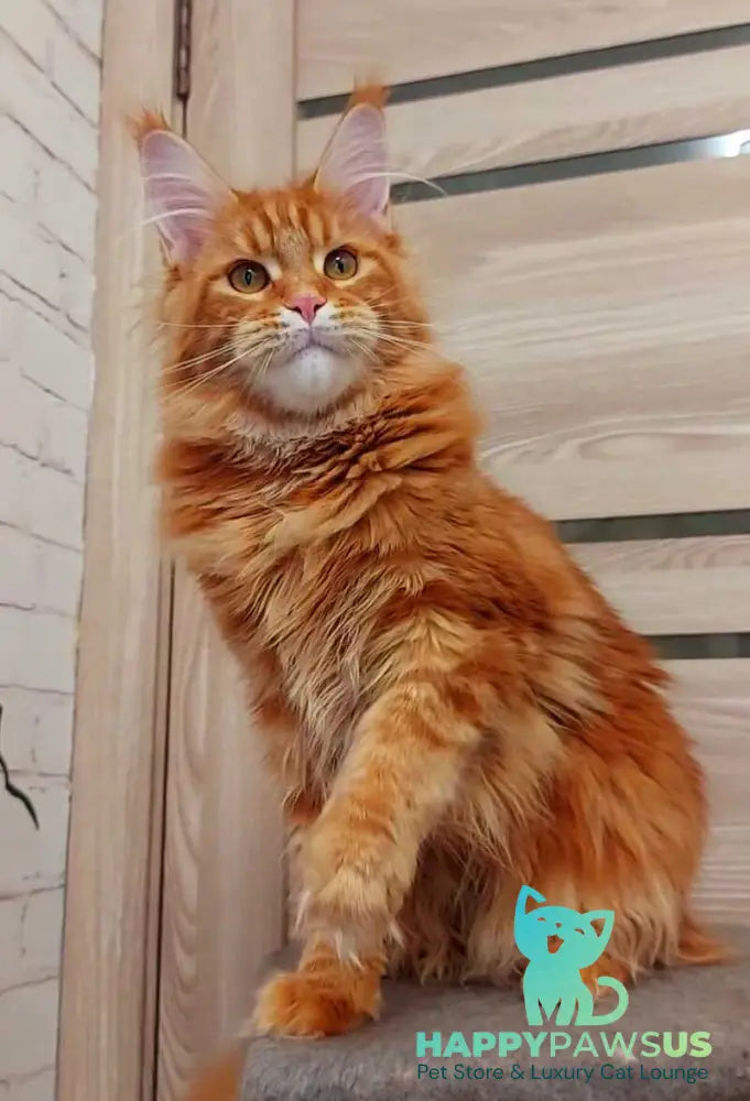 Tayna Maine Coon female red tabby - live animals