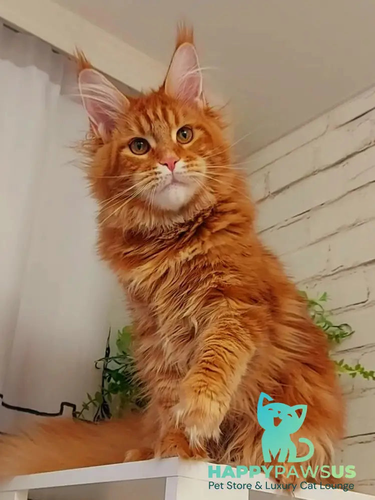 Tayna Maine Coon female red tabby - live animals