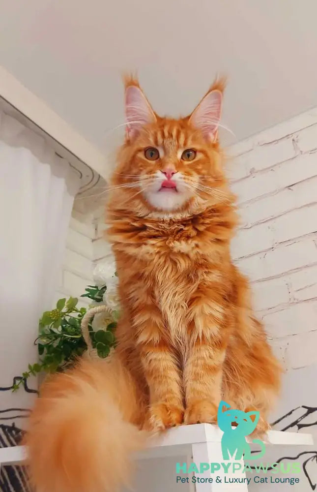 Tayna Maine Coon female red tabby - live animals
