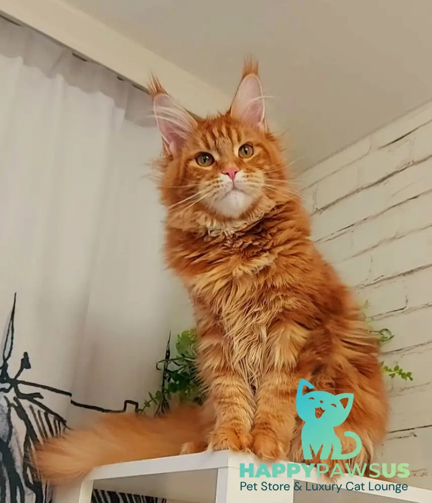 Tayna Maine Coon female red tabby - live animals