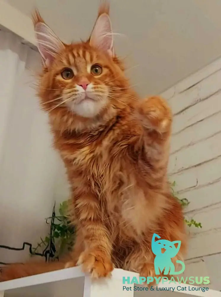 Tayna Maine Coon female red tabby - live animals