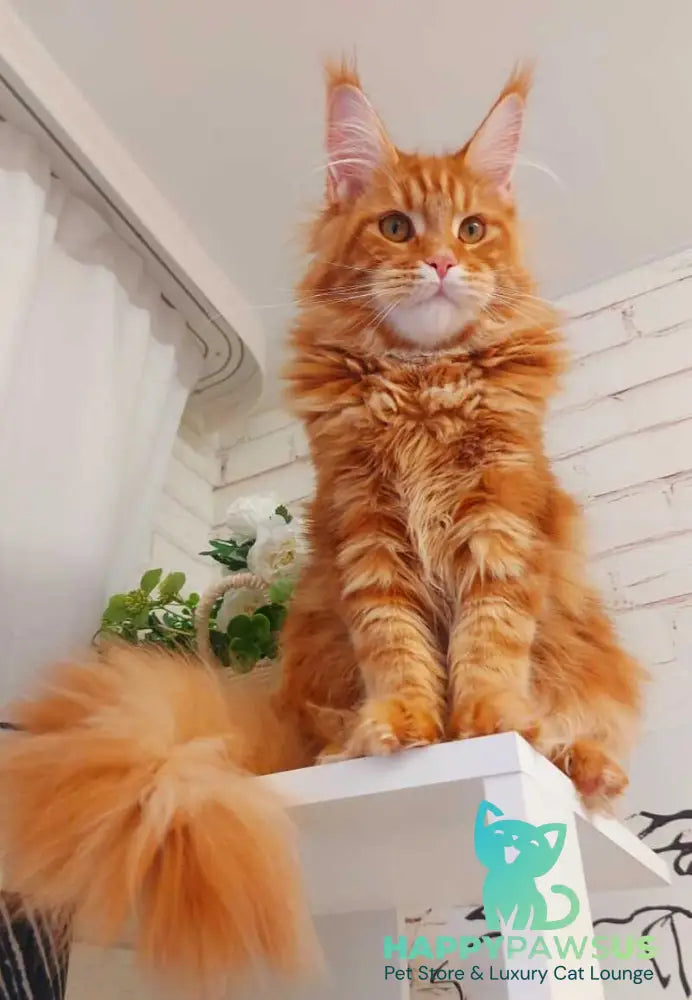 Tayna Maine Coon female red tabby - live animals