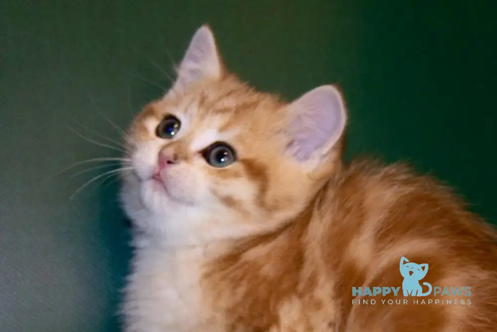 Tayson Scottish Straight male chocolate golden tabby live animals