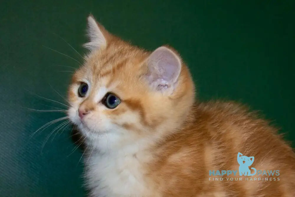 Tayson Scottish Straight male chocolate golden tabby live animals