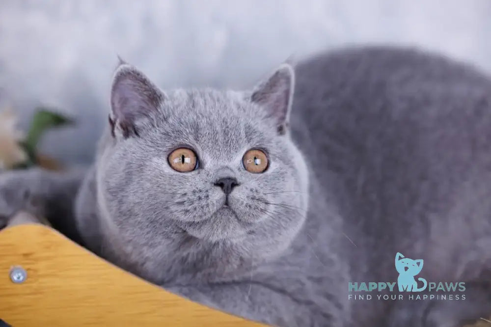 Teana British Shorthair female blue live animals