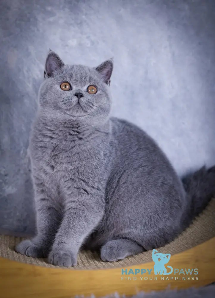 Teana British Shorthair female blue live animals