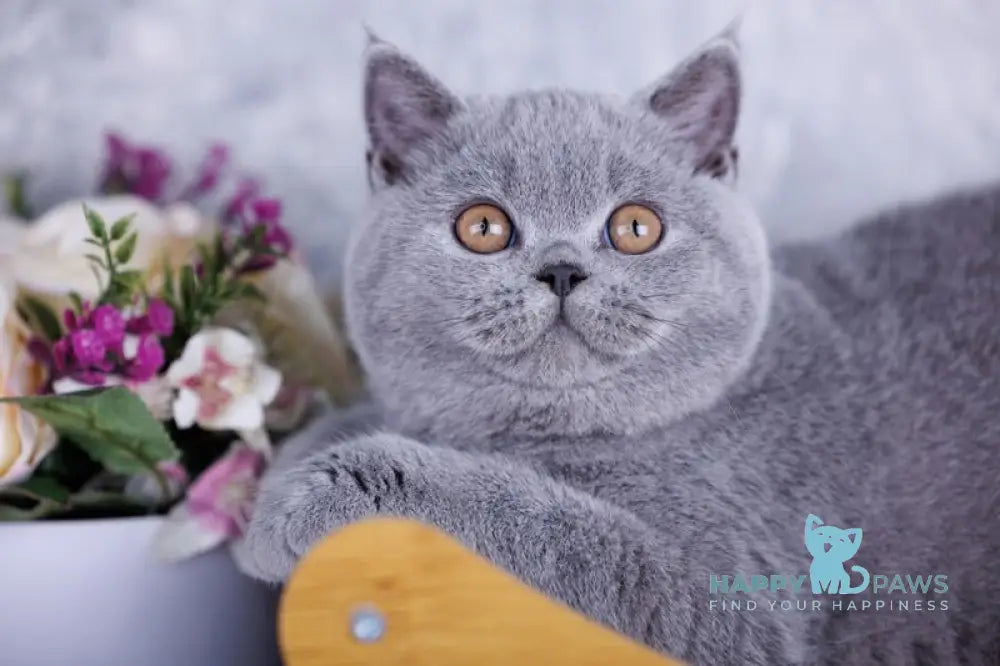 Teana British Shorthair female blue live animals