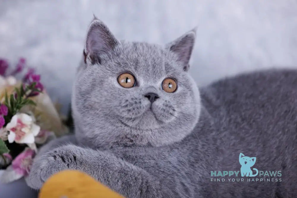 Teana British Shorthair female blue live animals