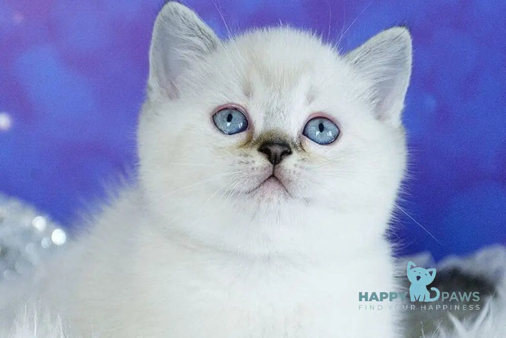 Teddy Scottish Straight male chocolate pointed live animals