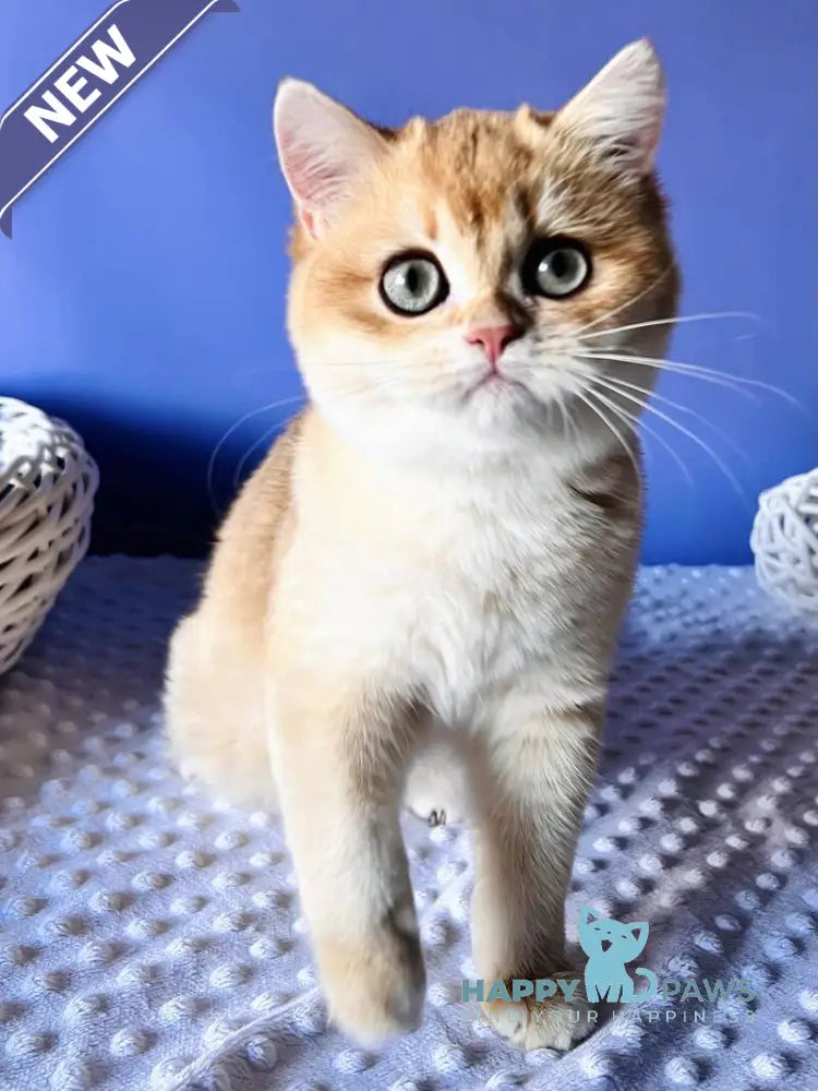 Teddy British Shorthair male black golden chinchilla live animals