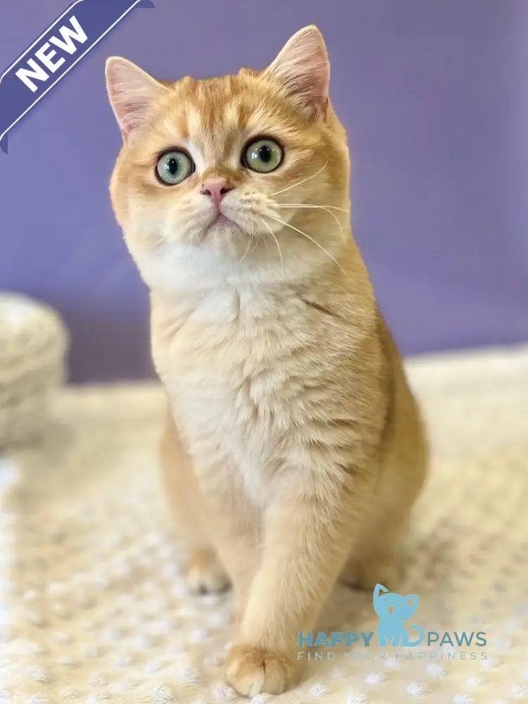 Teddy British Shorthair male black golden chinchilla live animals