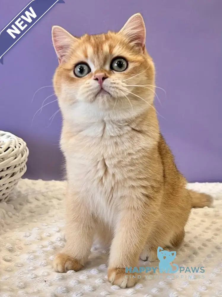 Teddy British Shorthair male black golden chinchilla live animals
